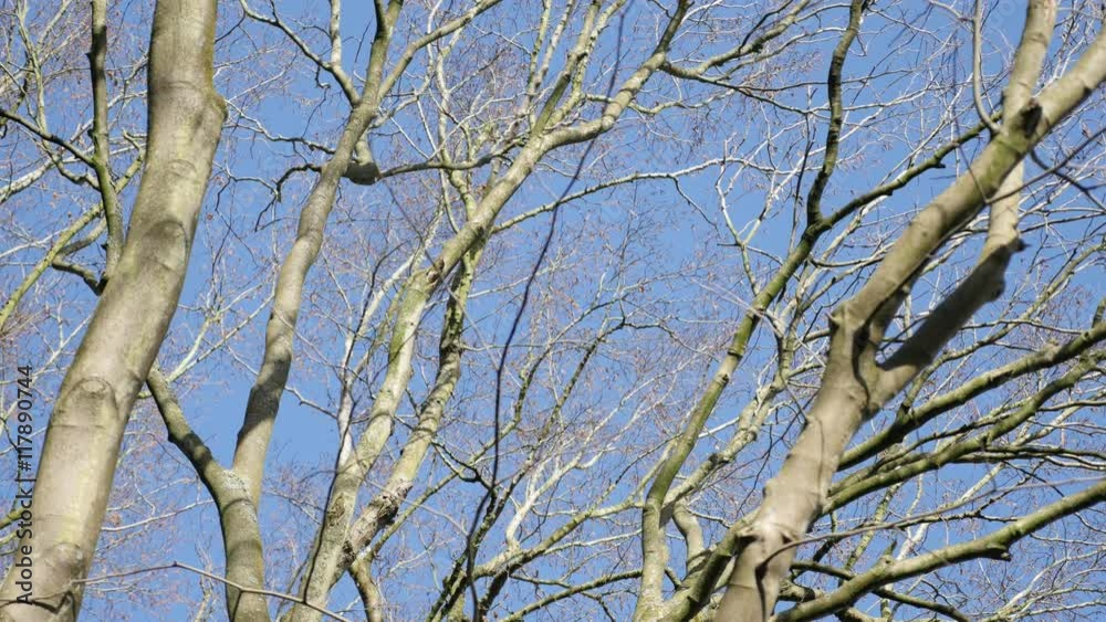 Big tree crown branches and leaves against blue sky 4K 2160p 30fps UltraHD video - Detailed tree top trunk and branches natural background 4K 3840X2160 UHD footage Big tree crown branches and leaves against blue sky 4K 2160p 30fps UltraHD video - Detailed tree top trunk and branches natural background 4K 3840X2160 UHD footage
