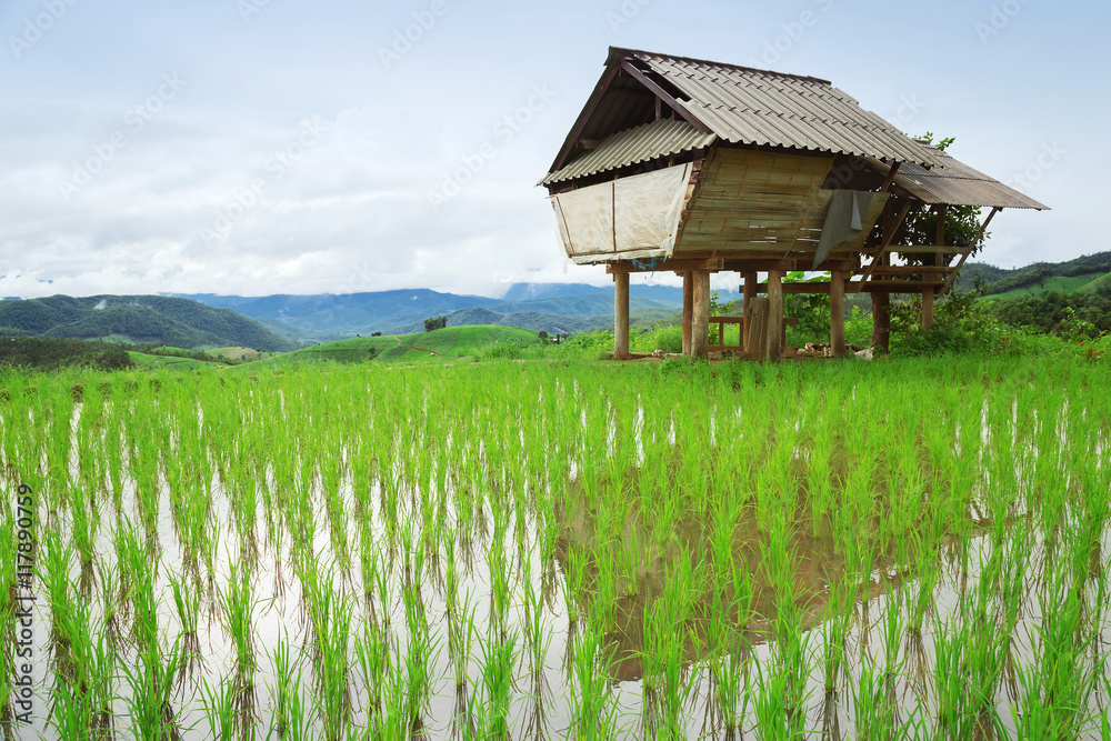 Green Terraced Rice Field in Pa Pong Pieng