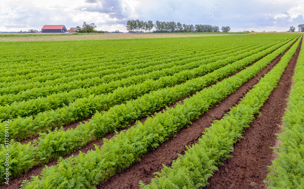 Rows of bright green carrot plants in a Dutch field