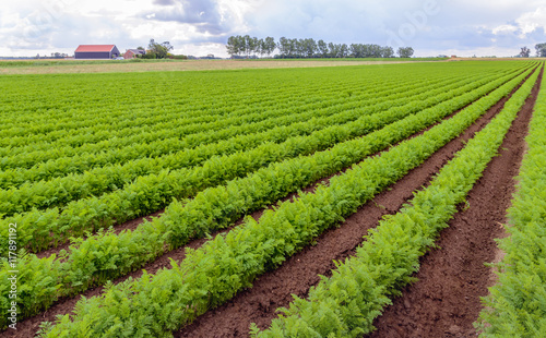Rows of bright green carrot plants in a Dutch field