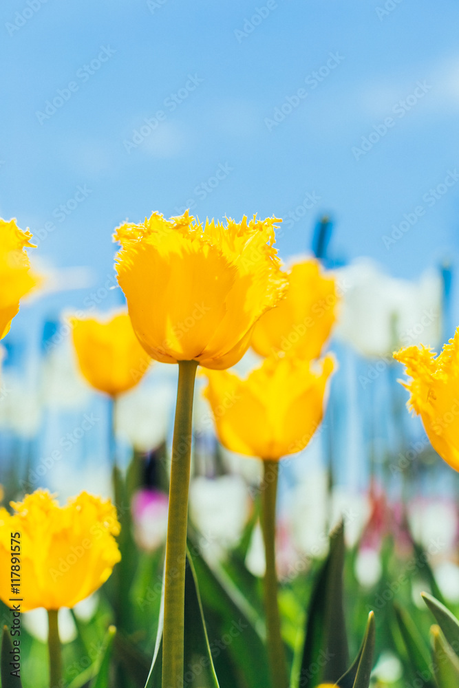 Fototapeta premium colorful tulips, tulips in spring
