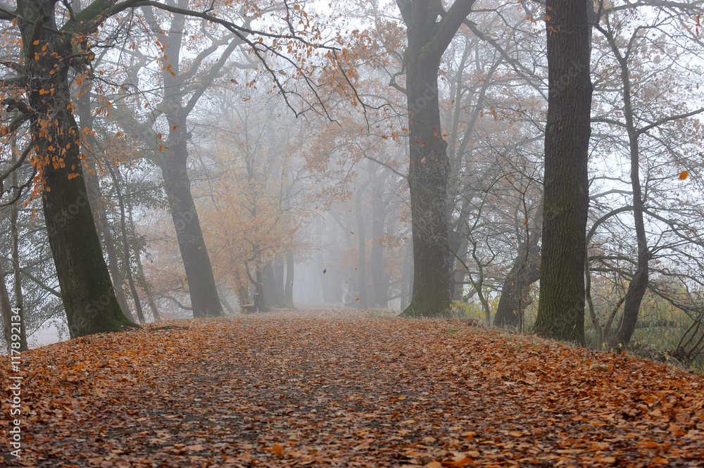 Herbstlaub Herbstlaub