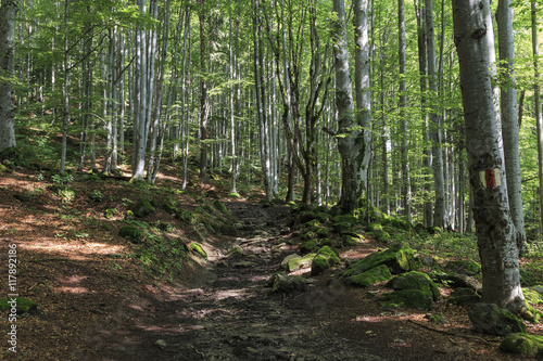 Marked path through the forest in summer