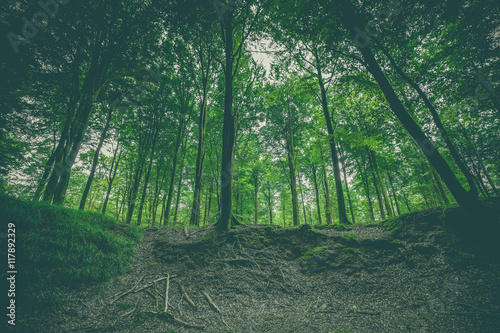 Forest landscape with green beech trees