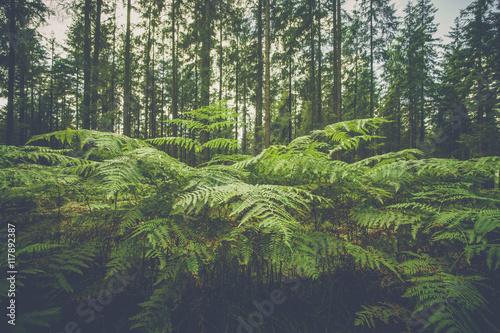 Large fern plants in a forest