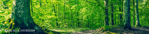 Green beech forest in a panorama scenery © Polarpx