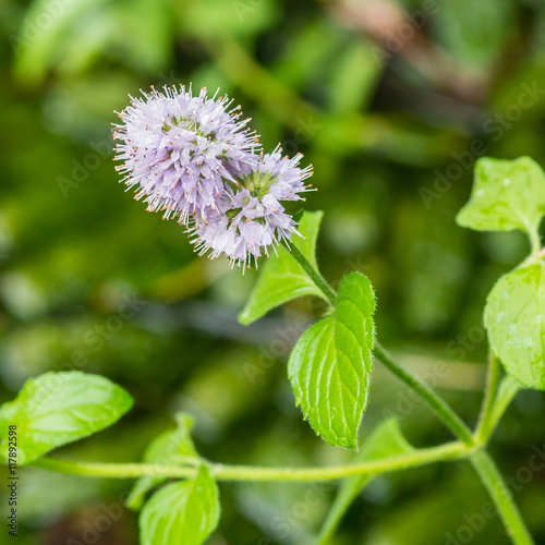 Water Mint