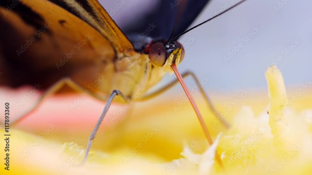 Tropischer Schmetterling mit Saugrüssel bei Nahrungsaufnahme