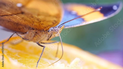 Tropischer Schmetterling bei der Nahrungsaufnahme mit dem Saugrüssel, Vindula erota,  photo