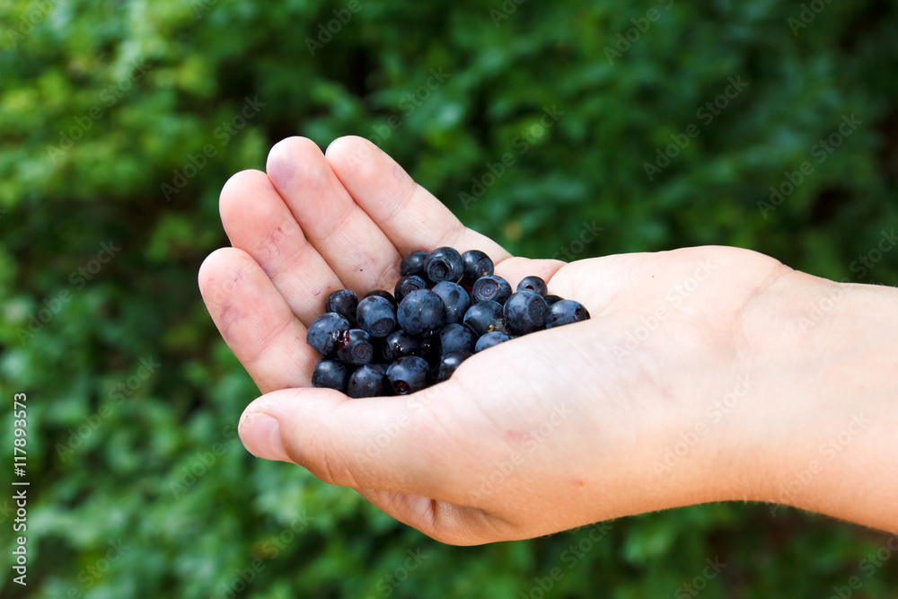 Freshly picked blueberries in child's hand. Leafy background.