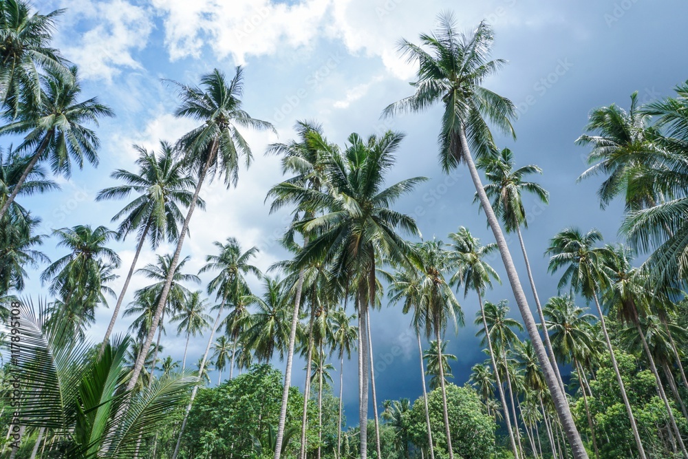 Obraz premium Palm trees against stormy sky