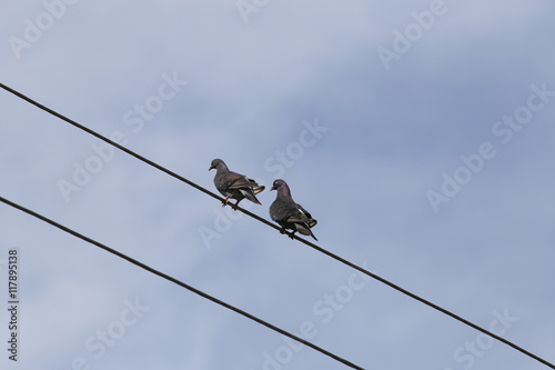 A couple of pigeons that rest on power lines