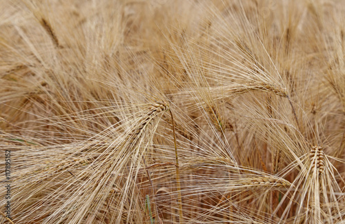 ripe wheat ears in the field in summer