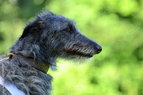 Scottisch Deerhound Portrait photo