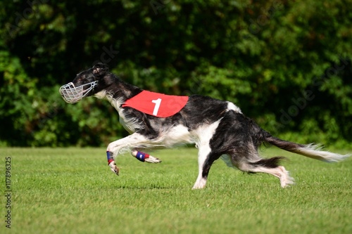 Barsoi beim Lure Coursing photo