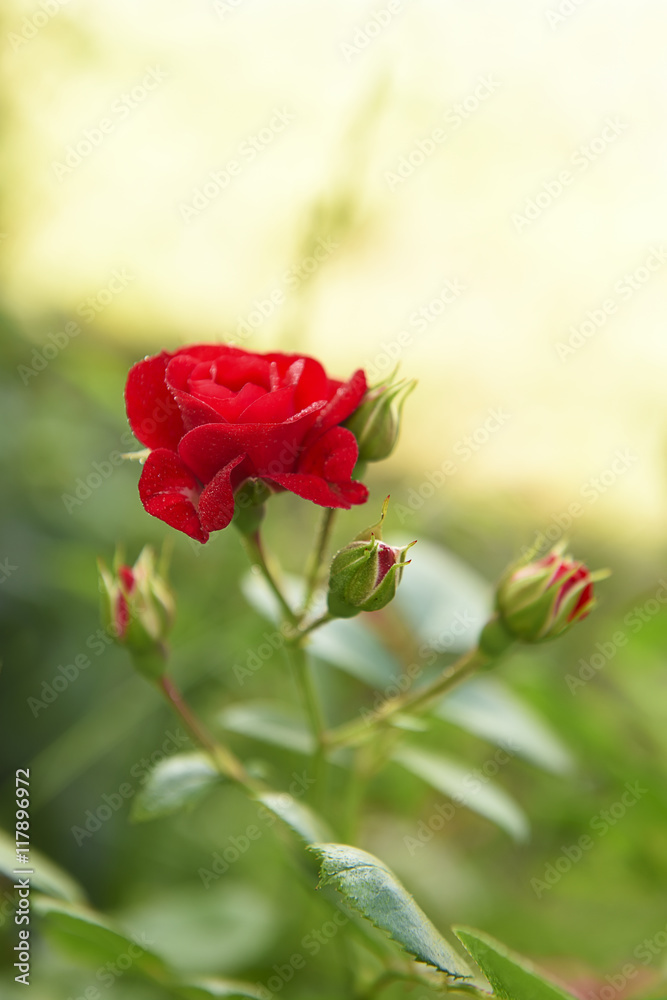 beautiful scarlet rose after a rain, all covered with water drops. Green natural natural background
beautiful scarlet rose after a rain, all covered with water drops. Green natural natural background