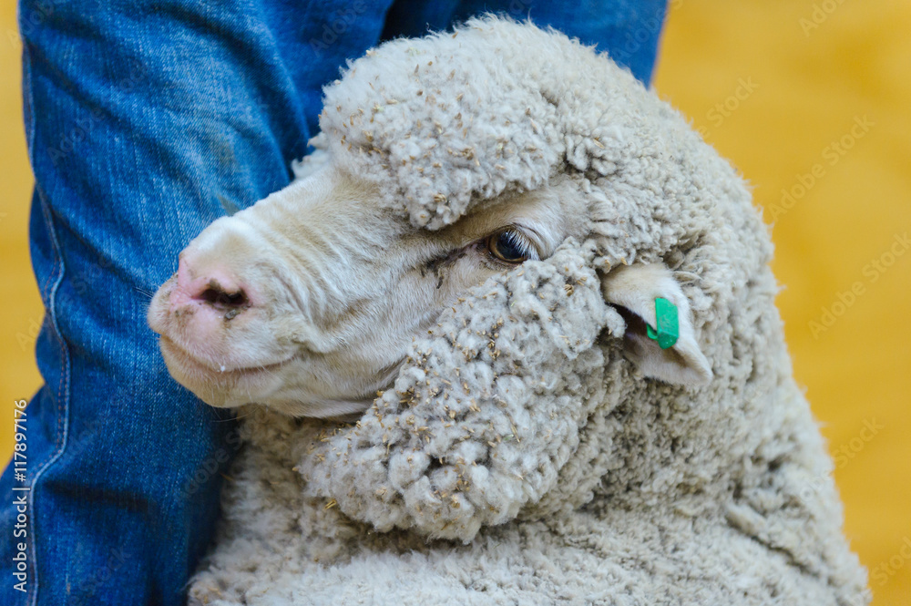 Naklejka premium sheep farming wool sheep shearing