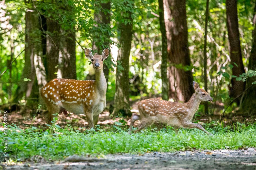 Wounded deer mother with two newborn calf crosses the road. Wildlife series. Wounded deer mother with two newborn calf crosses the road. Wildlife series.