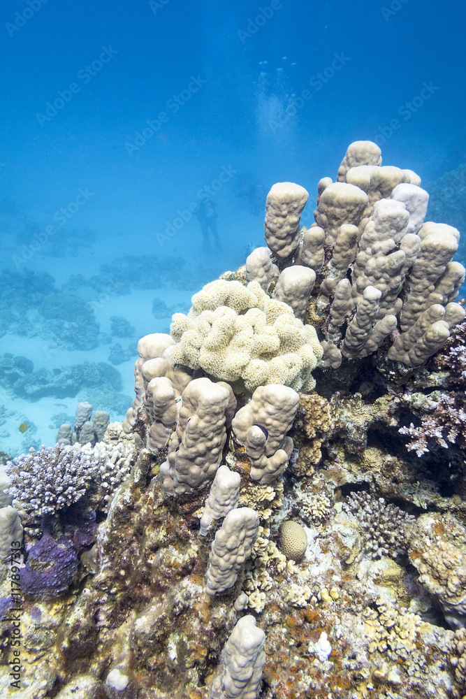 Coral reef with hard coral in tropical sea, underwater
