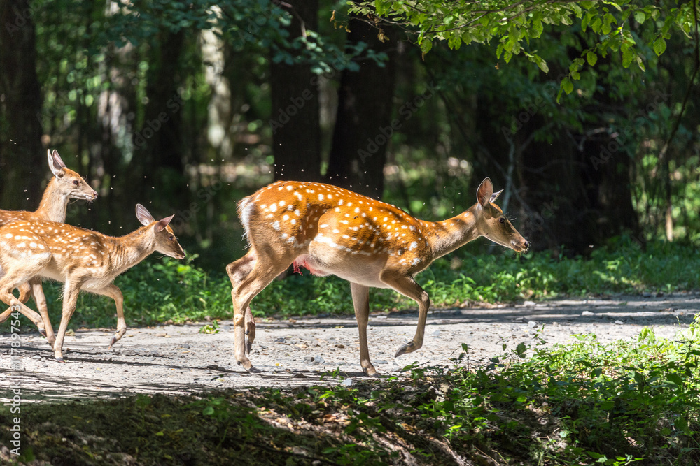 Wounded deer mother with two newborn calf crosses the road. Wildlife series. Wounded deer mother with two newborn calf crosses the road. Wildlife series.
