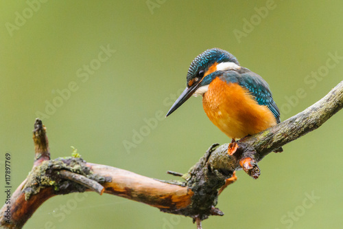 Eisvogel - kingfisher photo