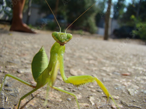 mantis