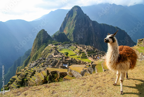 Lama And Machu Picchu photo