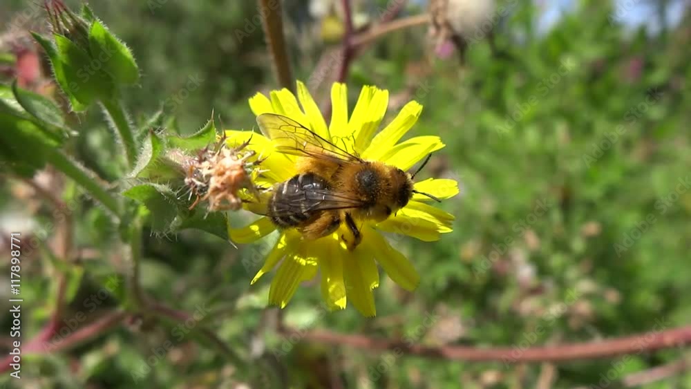 Abeille butinant une fleur jaune.