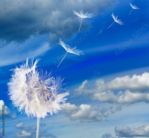 Fototapeta Naklejka Na Ścianę i Meble -  image of dandelion against the sky close-up