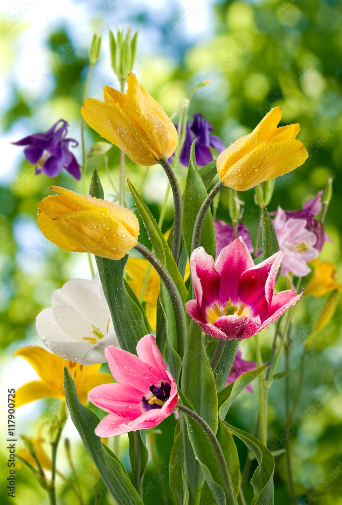 image of beautiful flowers in the garden closeup - obrazy, fototapety, plakaty 