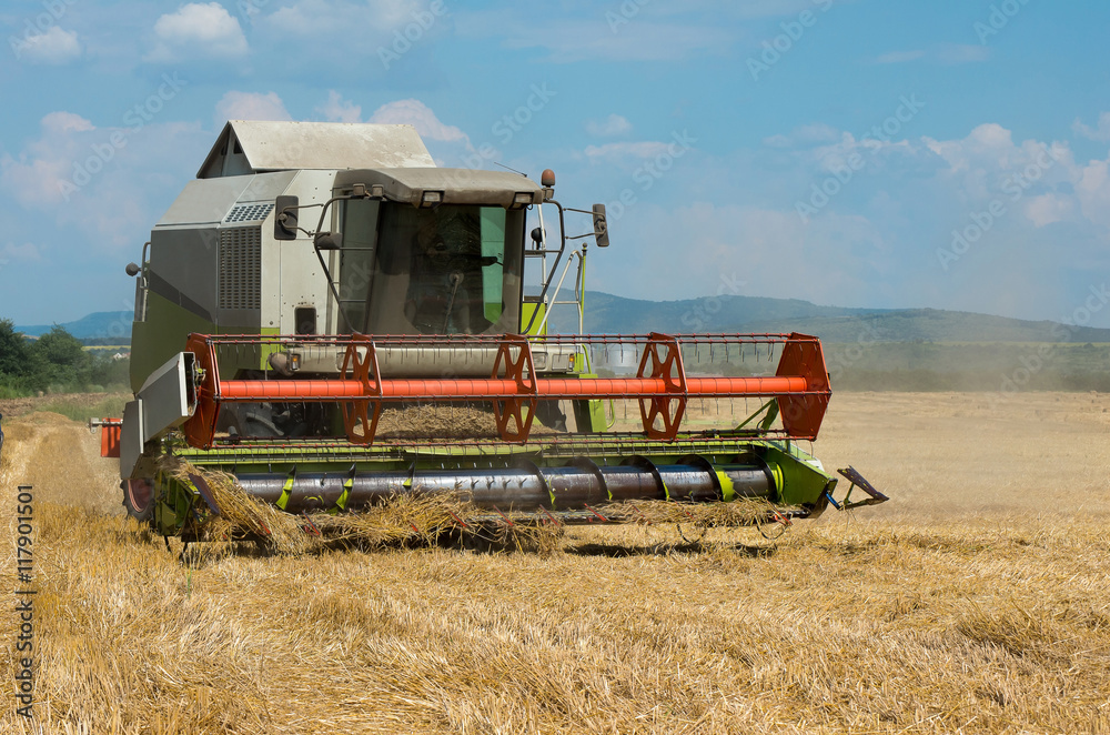 Fototapeta premium Combine harvesting wheat. Harvest.