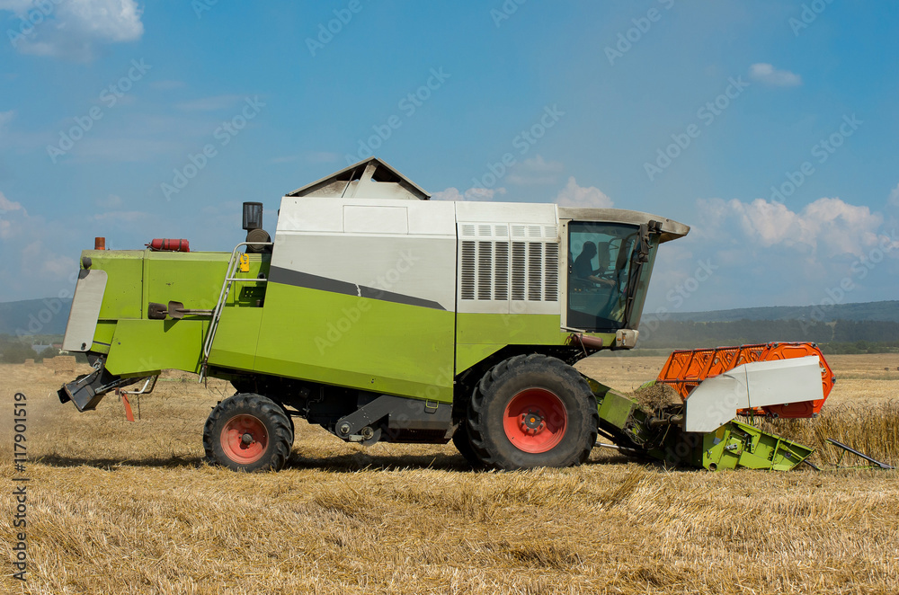 Fototapeta premium Combine harvesting wheat. Harvest.