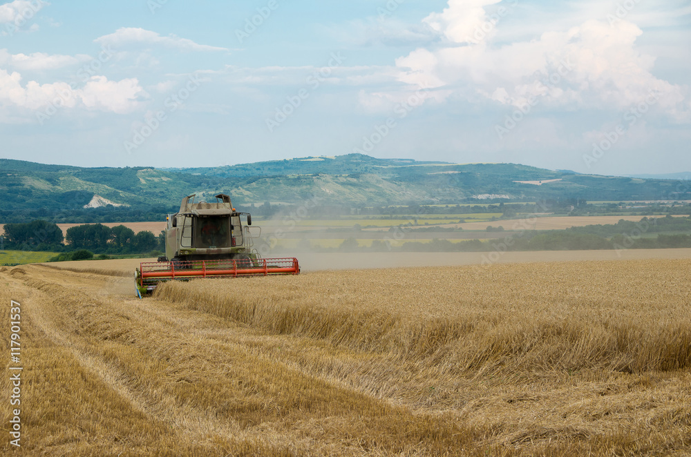 Fototapeta premium Combine harvesting wheat. Harvest.