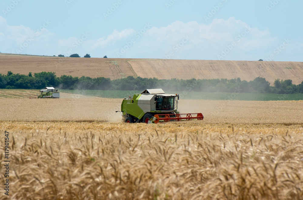 Fototapeta premium Combine harvesting wheat. Harvest.