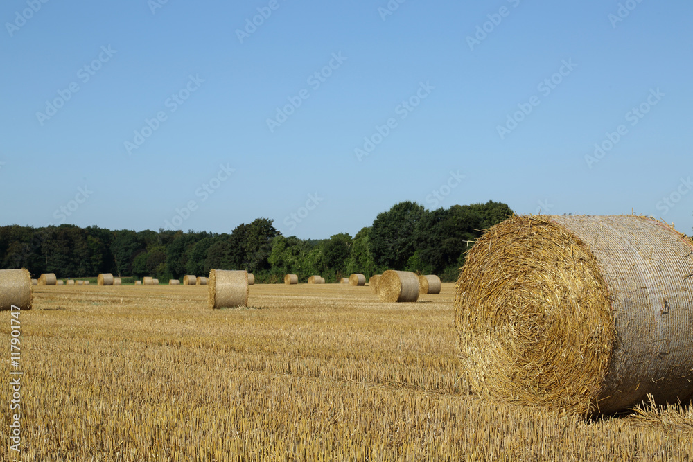 Hay bales on a field