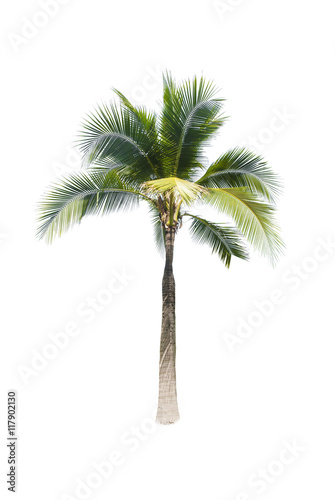 coconut tree on white background 