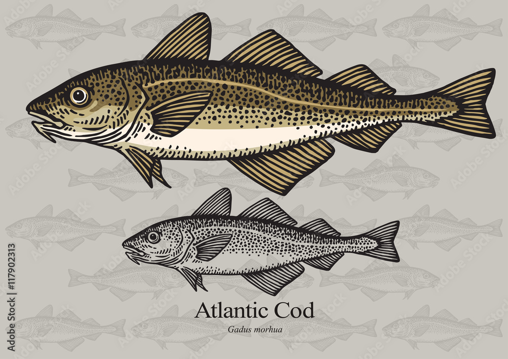 Naklejka premium Cod fish (Atlantic cod). Vector illustration for artwork in small sizes. Suitable for graphic and packaging design, education examples and web.
