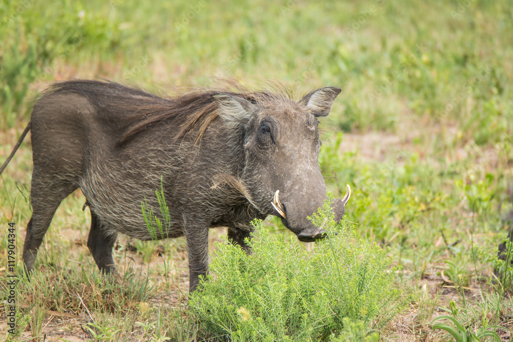 Warzenschwein im iSimangaliso-Wetland-Park, Südafrika Stock Photo ...