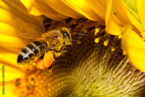 Flying european honey bee photo