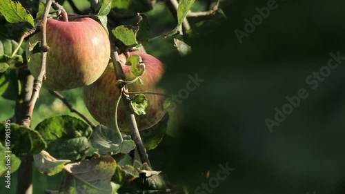 Fresh red apples on a tree in the garden