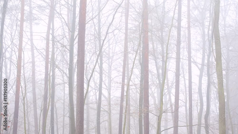 Nebelstimmung im Wald Nebelstimmung im Wald