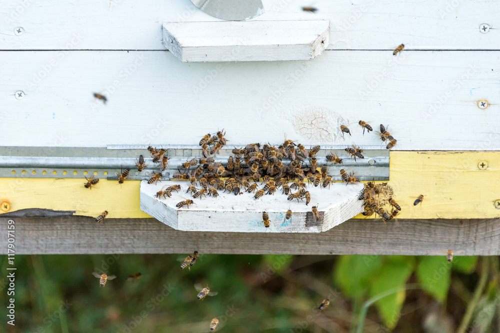 Honey bees swarming and flying around their beehive. Honey bees swarming and flying around their beehive.