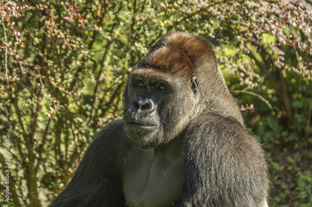 Fototapeta premium goryl , portret goryla