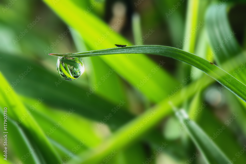 Dew drops on green grass leaves close up Dew drops on green grass leaves close up