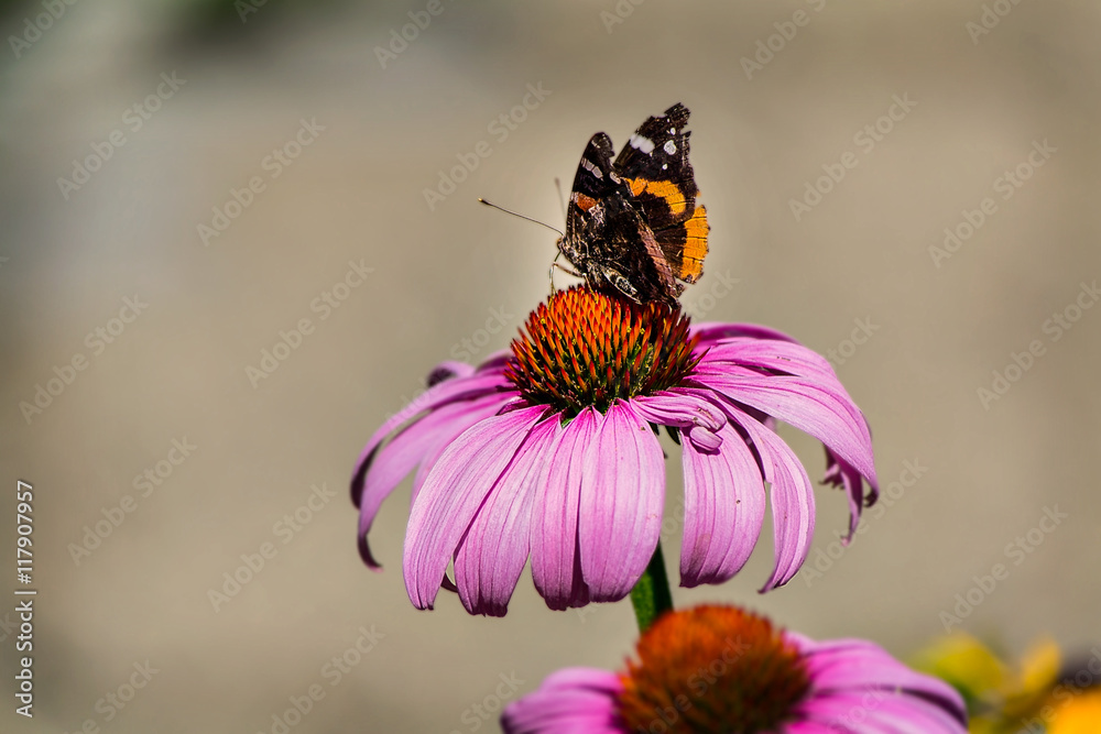 Obraz premium Butterfly