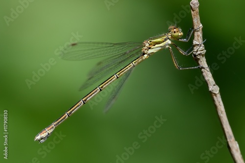 Lestes virens, femmina photo