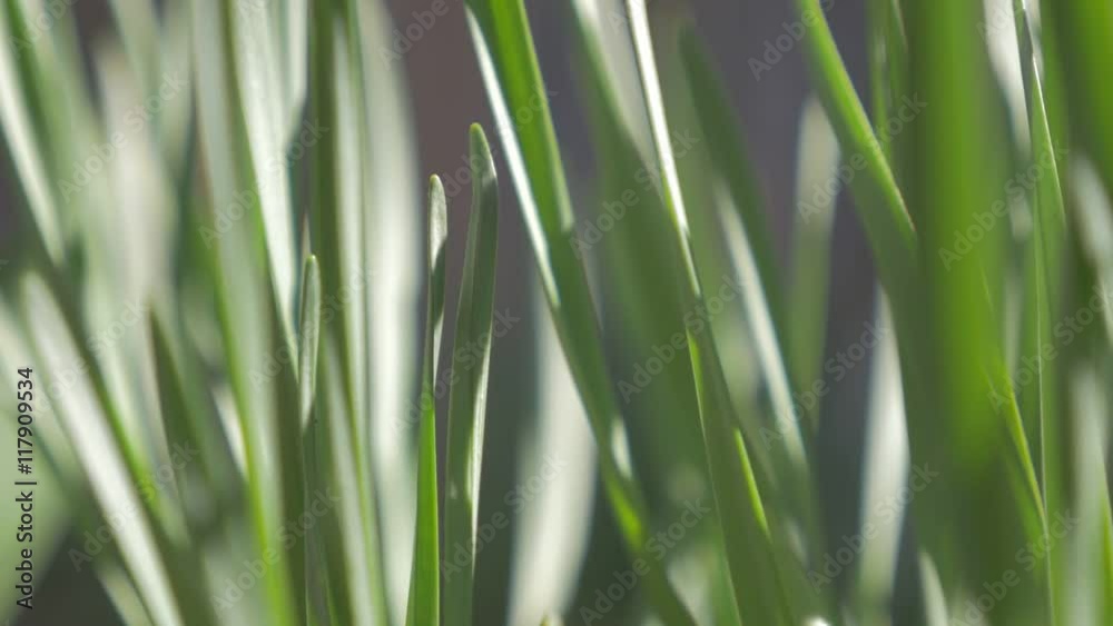 Young swaying grass on wind natural background shallow slow-mo 1080p HD video - Green grass swinging in slow motion 1920X1080 FullHD footage Young swaying grass on wind natural background shallow slow-mo 1080p HD video - Green grass swinging in slow motion 1920X1080 FullHD footage