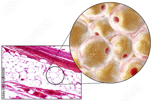 White adipose tissue, light micrograph and 3D illustration, hematoxilin and eosin staining, magnification 100x. Fat cells (adipocytes) have large lipid droplet which remains unstained photo