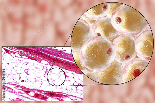 White adipose tissue (fat cells), light micrograph and 3D illustration, hematoxilin and eosin staining, magnification 100x. Fat cells (adipocytes) have large lipid droplet which remains unstained photo