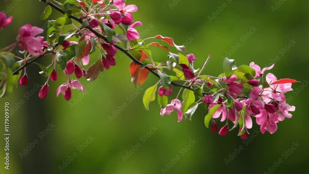 Blooming pink apple branch trembling on the wind on green blur background. Closeup shallow dof shot. Colorful spring nature scene in sunny day. Full HD footage 1920x1080.
Blooming pink apple branch trembling on the wind on green blur background. Closeup shallow dof shot. Colorful spring nature scene in sunny day. Full HD footage 1920x1080.